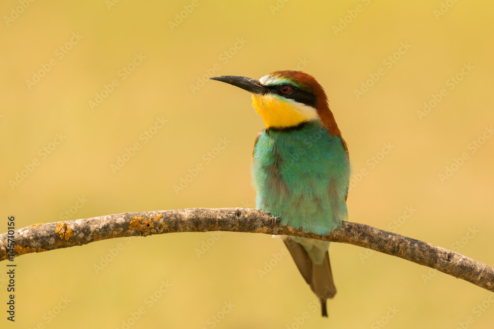 Small bird perched on a branch Small bird perched on a branch
