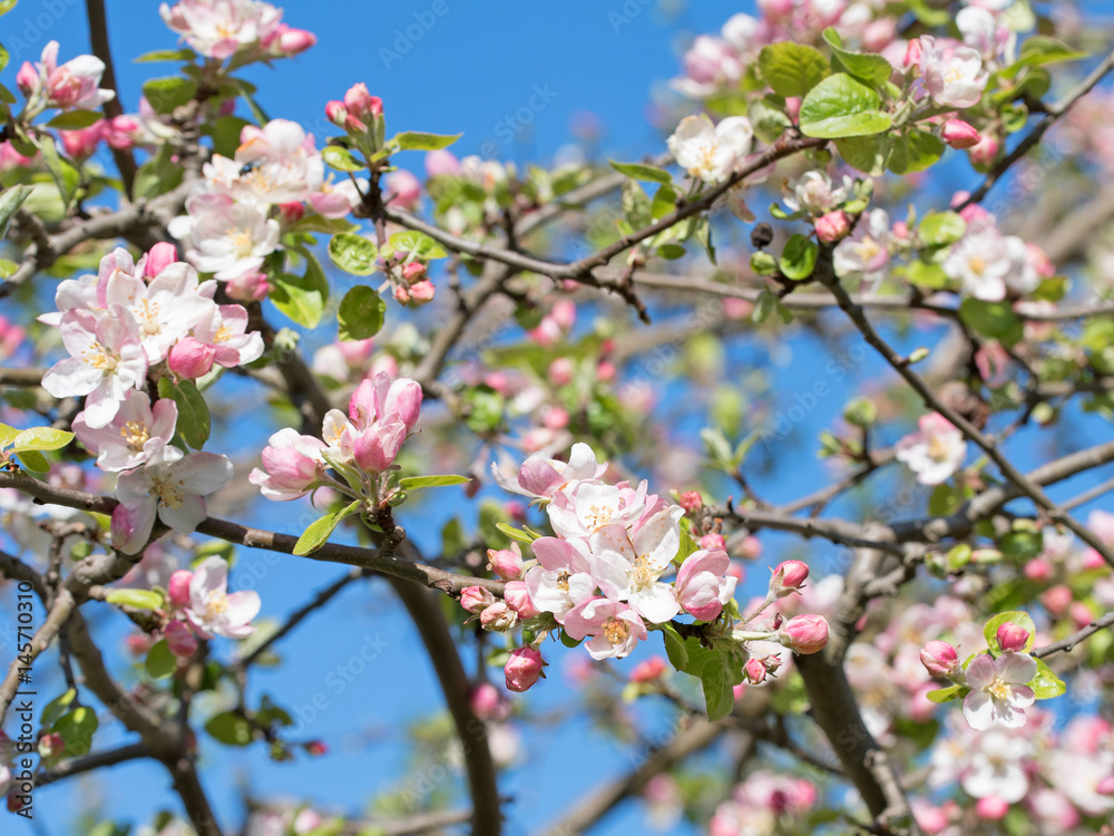 Apfelblüten, Blühender Apfelbaum Apfelblüten, Blühender Apfelbaum