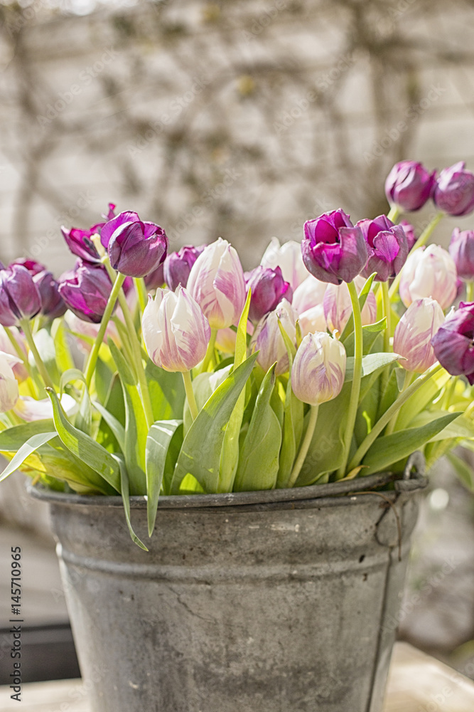 Tulips in a bucket