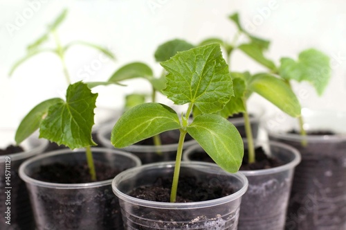 Cucumber seedlings in small plastic cups