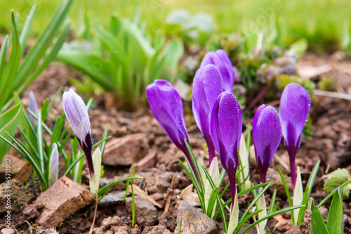 Purple crocuses in spring garden.