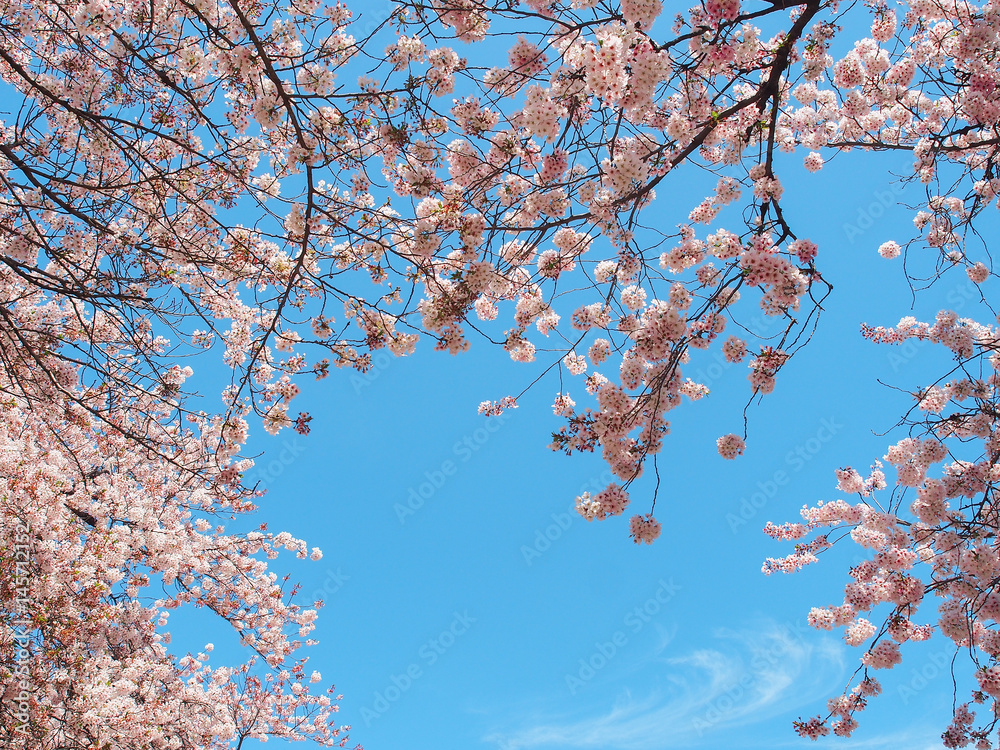 sakura flower or cherry blossom