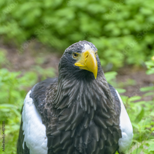 Steller's sea eagle in Walsrode Bird Park, Germany. Close up © Natalia