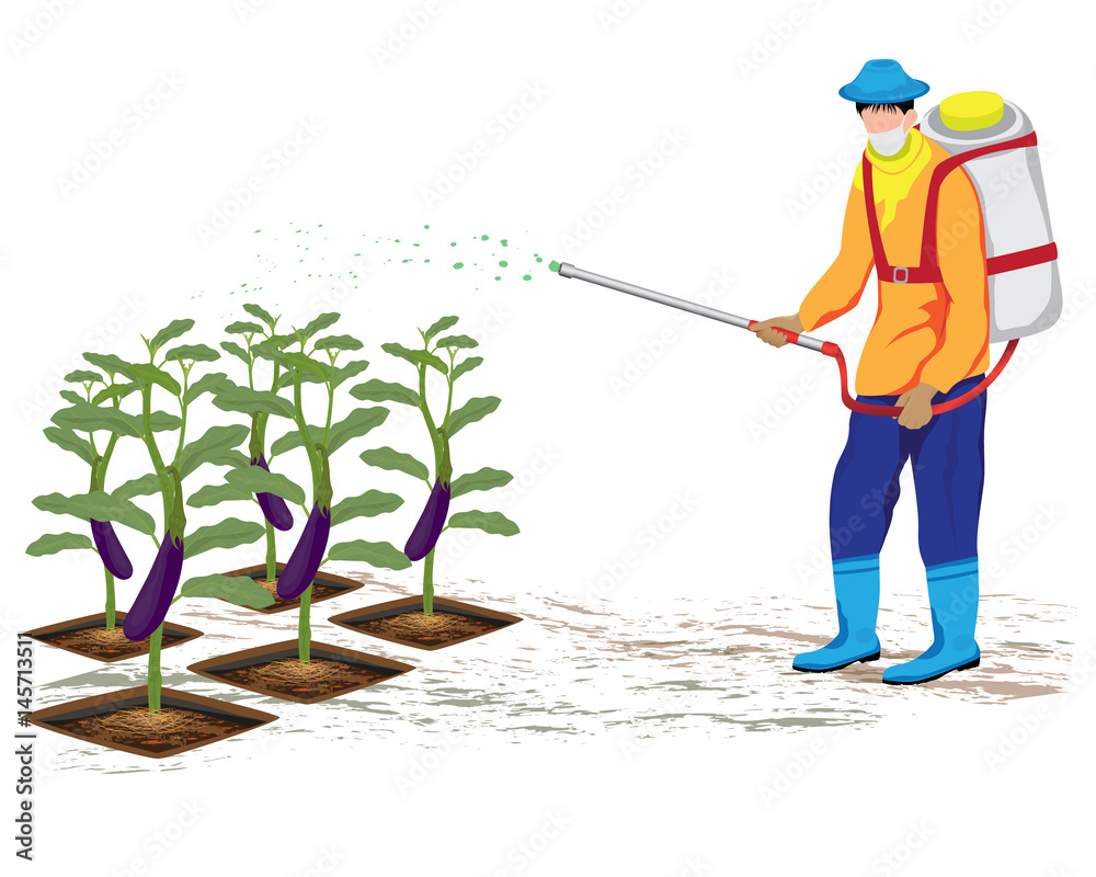 agriculturist sprays eggplant vector design