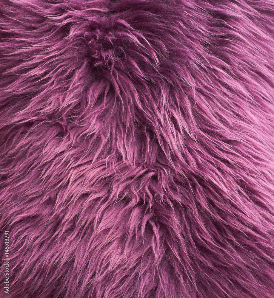 Fototapeta premium purple coat sheep