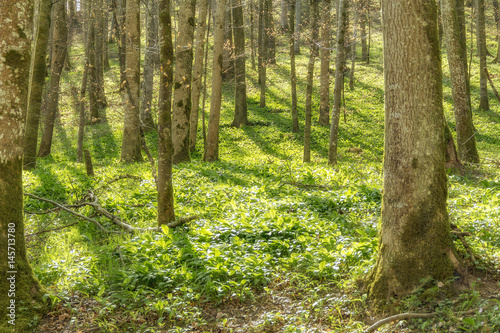 idyllic forest scenery