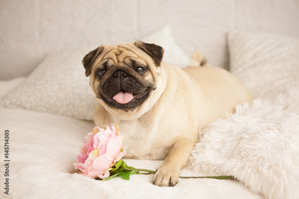 funny pug dog lay on the bed with peony flower. Consept congratulation