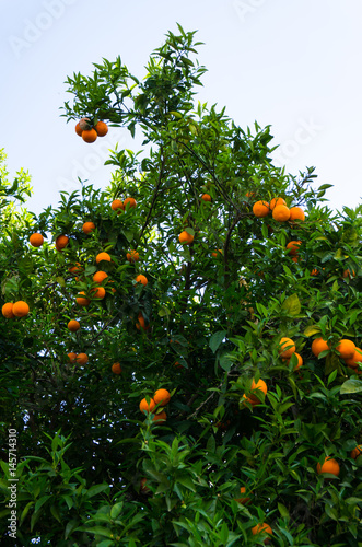 orange tree. fruit of garden