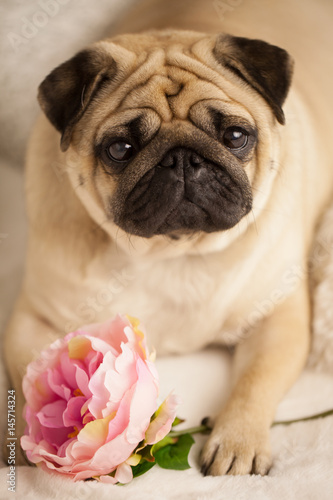 funny pug dog lay on the bed with peony flower. Consept congratulation © Ксения Левашова