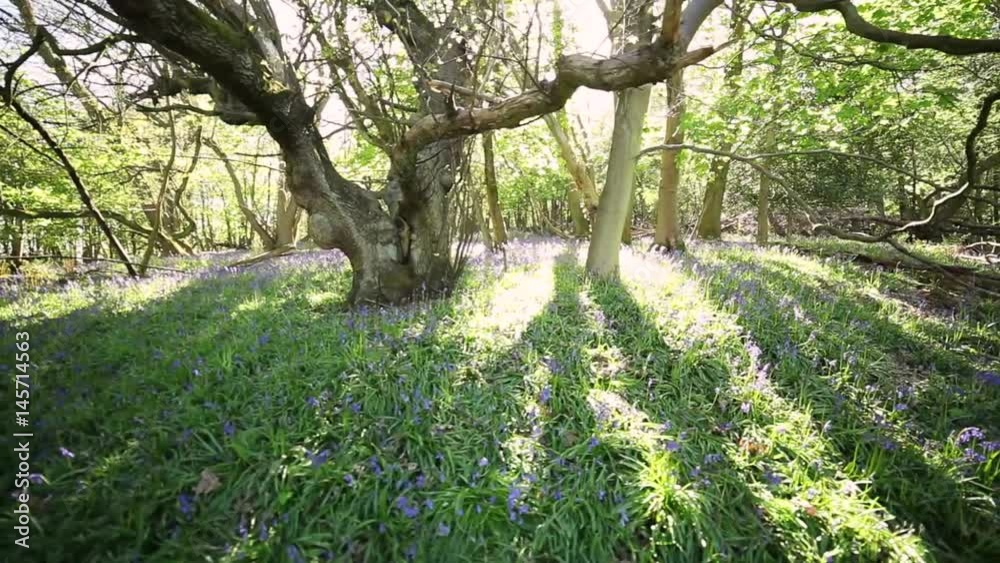 Old Twisted Tree and Bluebells Meadow at Spring Old Twisted Tree and Bluebells Meadow at Spring