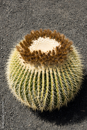 Golden Barrel Cactus on Hot Gray Sand