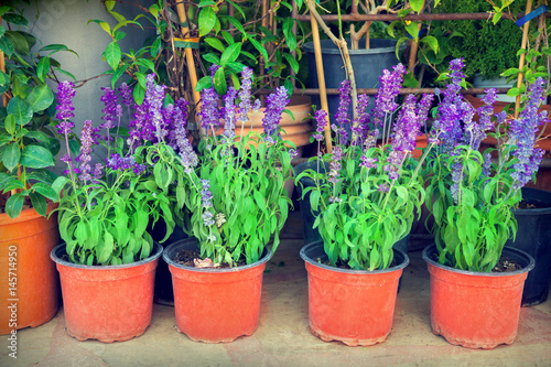 Lavender flowers in plant market