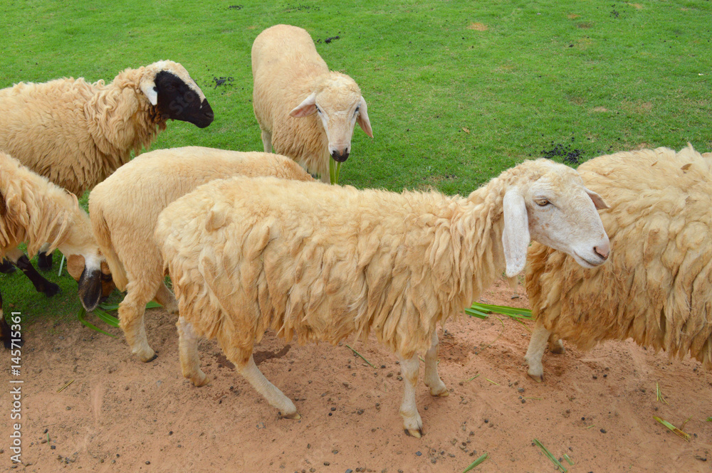 Fototapeta premium Thai local sheep