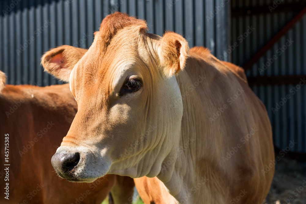 Portrait of young Jersey cattle on a farm on a sunny day. Portrait of young Jersey cattle on a farm on a sunny day.