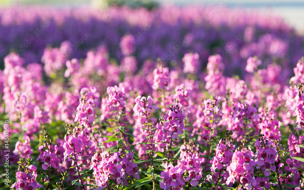 Obraz premium Colorful Flowers of crimson antirrhinum (snapdragon) flower.
