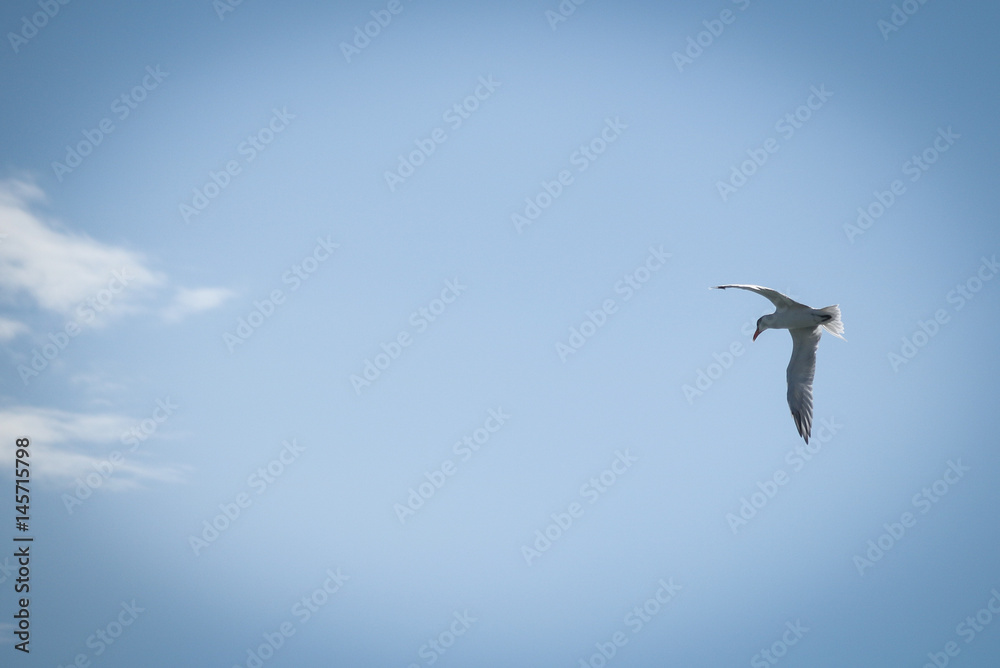 Obraz premium Flight in the blue