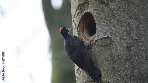 Schwarzspecht Weibchen ruft an Bruthöhle, Frühjahr photo