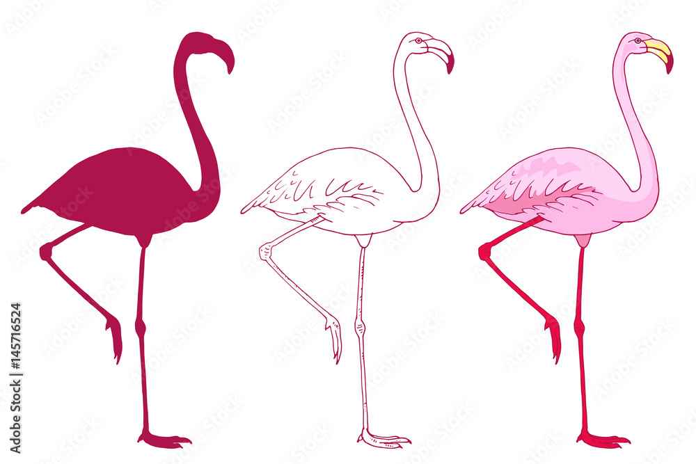 Fototapeta premium Set of vector pink flamingo bird illustration. Hand drawn sketch with the wild animal in color, outlines, silhouette