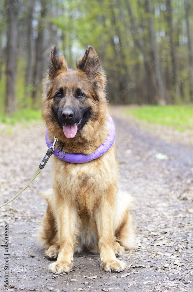 Portrait of Young Fluffy German Shepherd Dog in the Forest. Walks With Pets Outdoor. Portrait of Young Fluffy German Shepherd Dog in the Forest. Walks With Pets Outdoor.