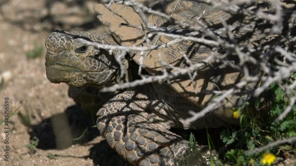 Wild Desert Tortoise Closeup of Gopherus Agassizii in Mojave California Wild Desert Tortoise Closeup of Gopherus Agassizii in Mojave California