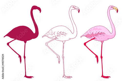 Set of vector pink flamingo bird illustration. Hand drawn sketch with the wild animal in color, outlines, silhouette
