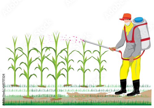 agriculturist sprays corn plant vector design