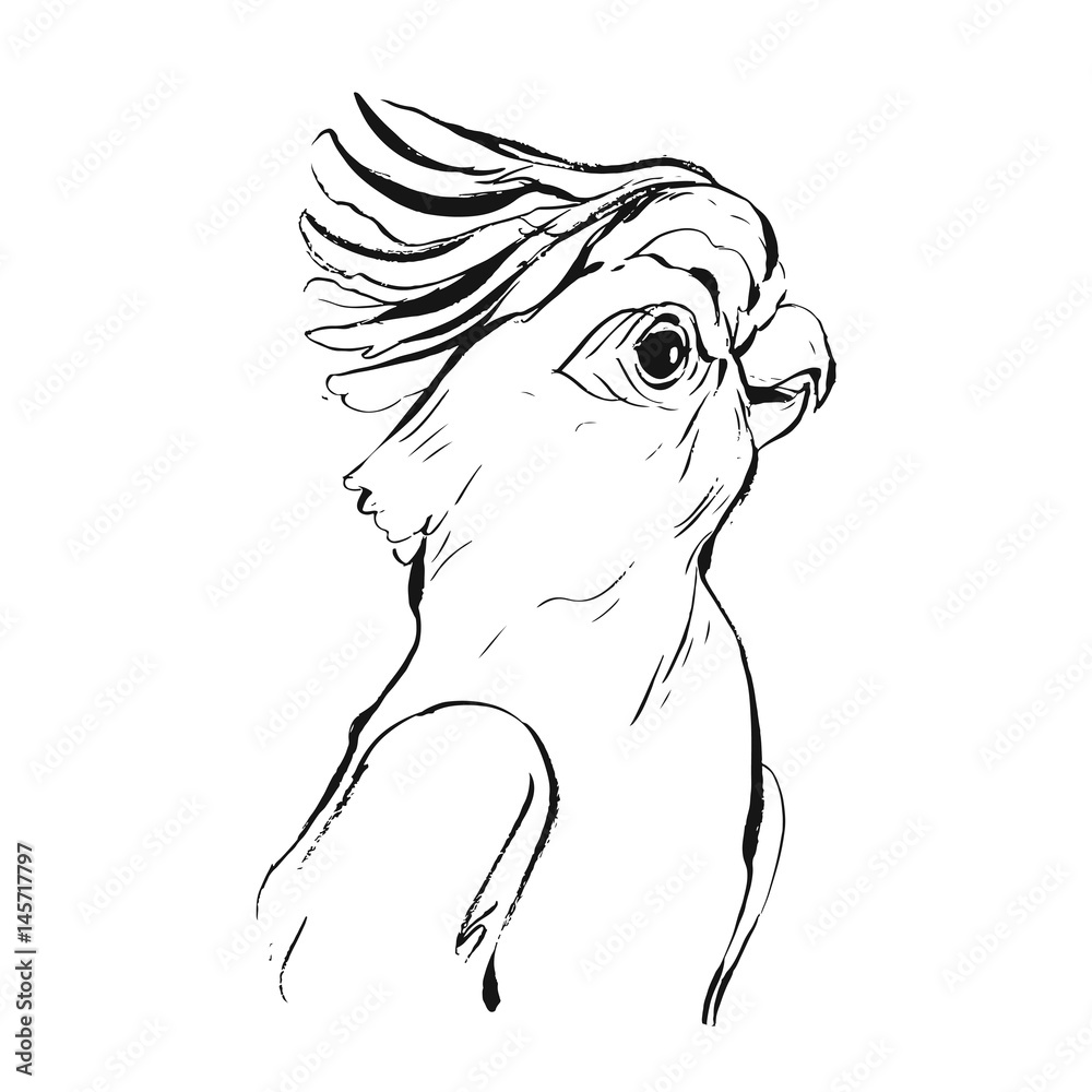 Parrot sketch by w0lfb0i on DeviantArt-gemektower.com.vn