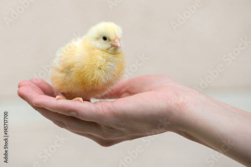 little chick in human's hand