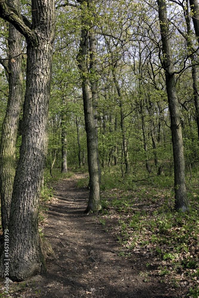 Beautiful spring landscape with trees and blue sky