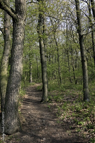 Fototapeta Naklejka Na Ścianę i Meble -  Beautiful spring landscape with trees and blue sky