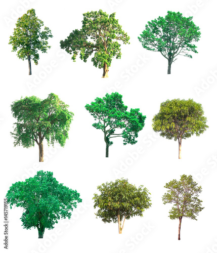 Collection of tree on white background. (for gardening)