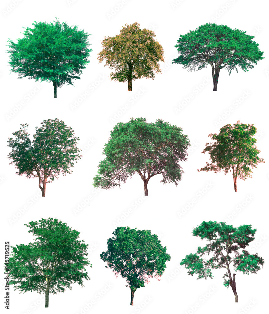 Fototapeta premium Collection of tree on white background. (for gardening)