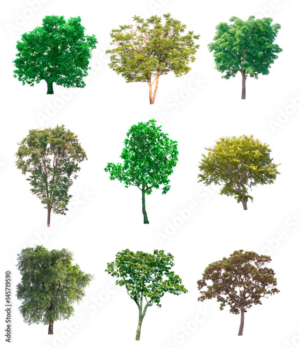 Collection of tree on white background.  for gardening 