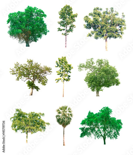 Collection of tree on white background.  for gardening 