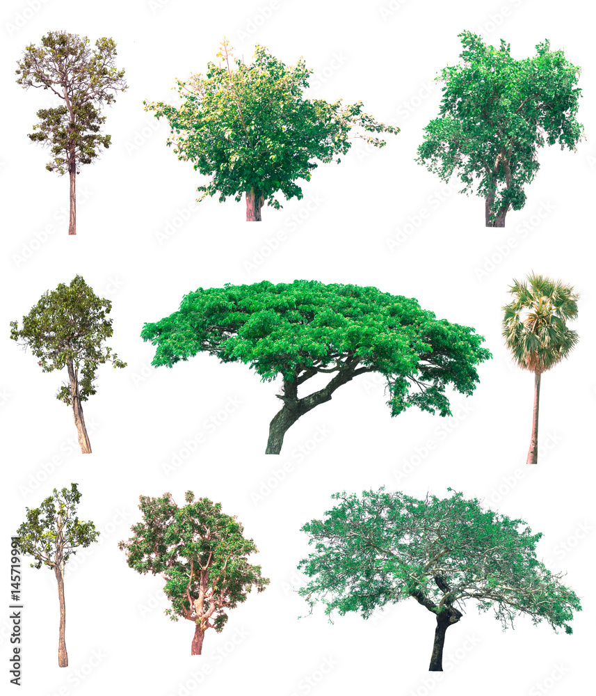 Collection of tree on white background. (for gardening)