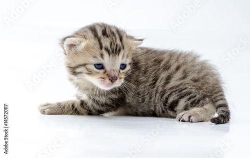 Cat. Little newborn kitten on white background