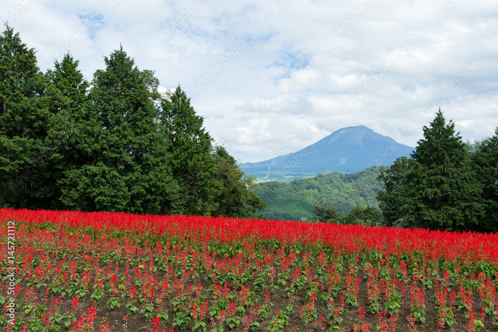 Red Salvia farm and mountain