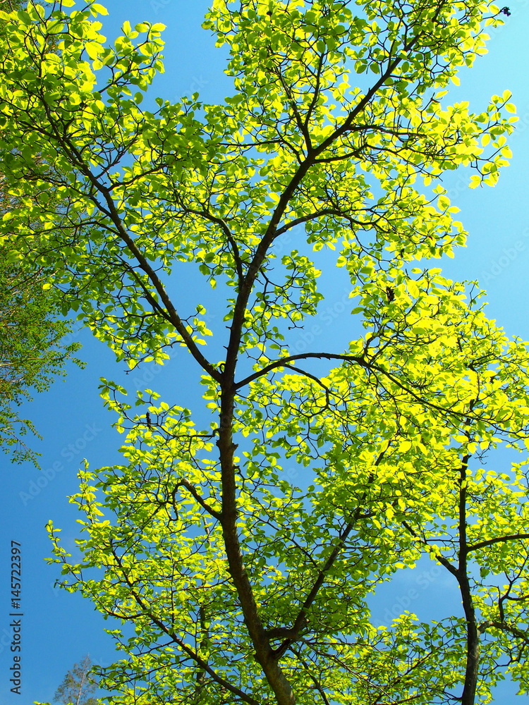 Fototapeta premium コブシの木の芽吹き