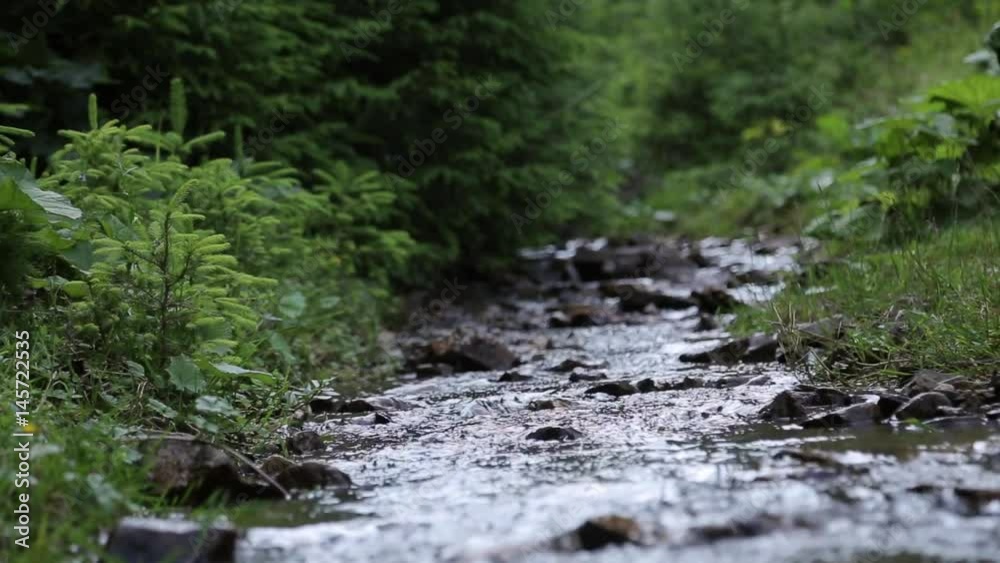 Forest stream running over rocks, framed by lush vegetation Forest stream running over rocks, framed by lush vegetation