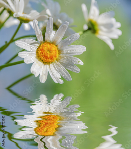 Chamomile flowers against t...