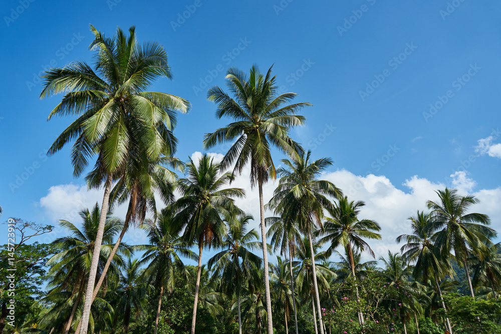 Palms view from the bottom and blue sky