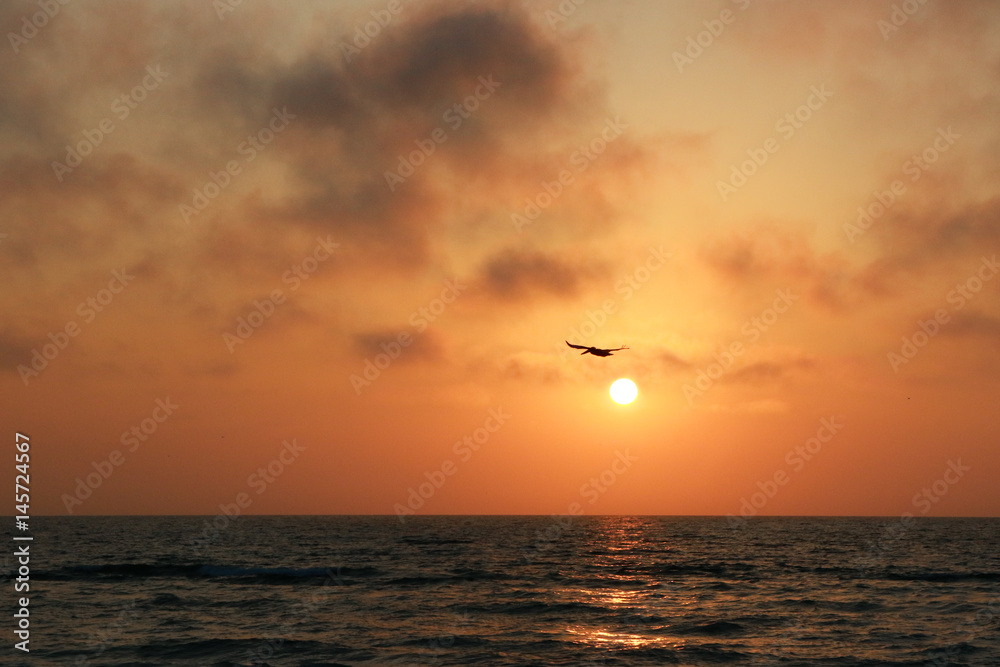 Pelikan Sonnenuntergang