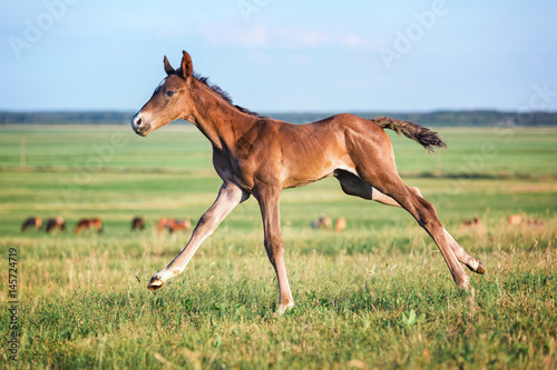 Cute purebred foal running free.