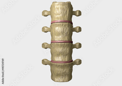 coluna vertebral photo