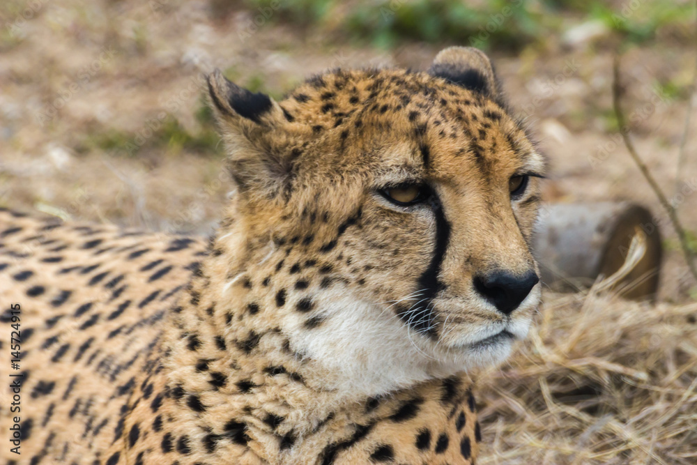 Portrait of a Cheetah. Cheetah is a predator of the cat family. In just a few seconds an adult Cheetah is capable of speeds of the car. Portrait of a Cheetah. Cheetah is a predator of the cat family. In just a few seconds an adult Cheetah is capable of speeds of the car.