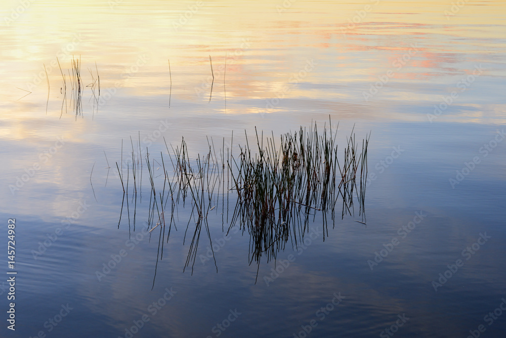 Soft sunset colors reflected in lake with green reeds.