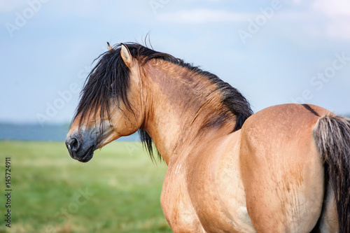 Fototapeta Naklejka Na Ścianę i Meble -  Beautiful bay horse. 