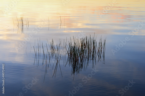 Soft sunset colors reflected in lake with green reeds.