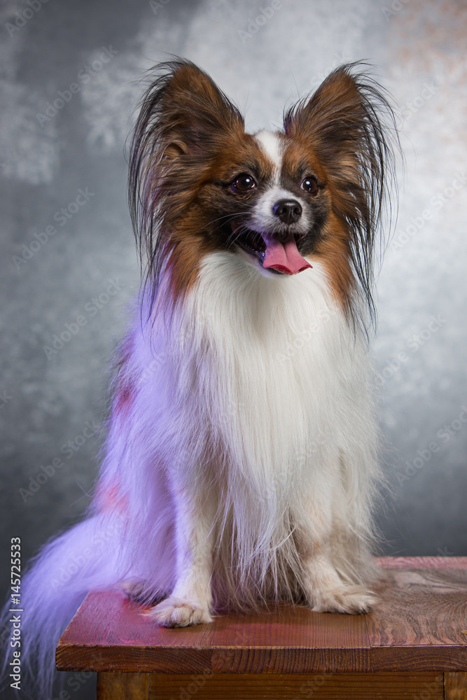 Studio portrait of a small yawning puppy Papillon Studio portrait of a small yawning puppy Papillon