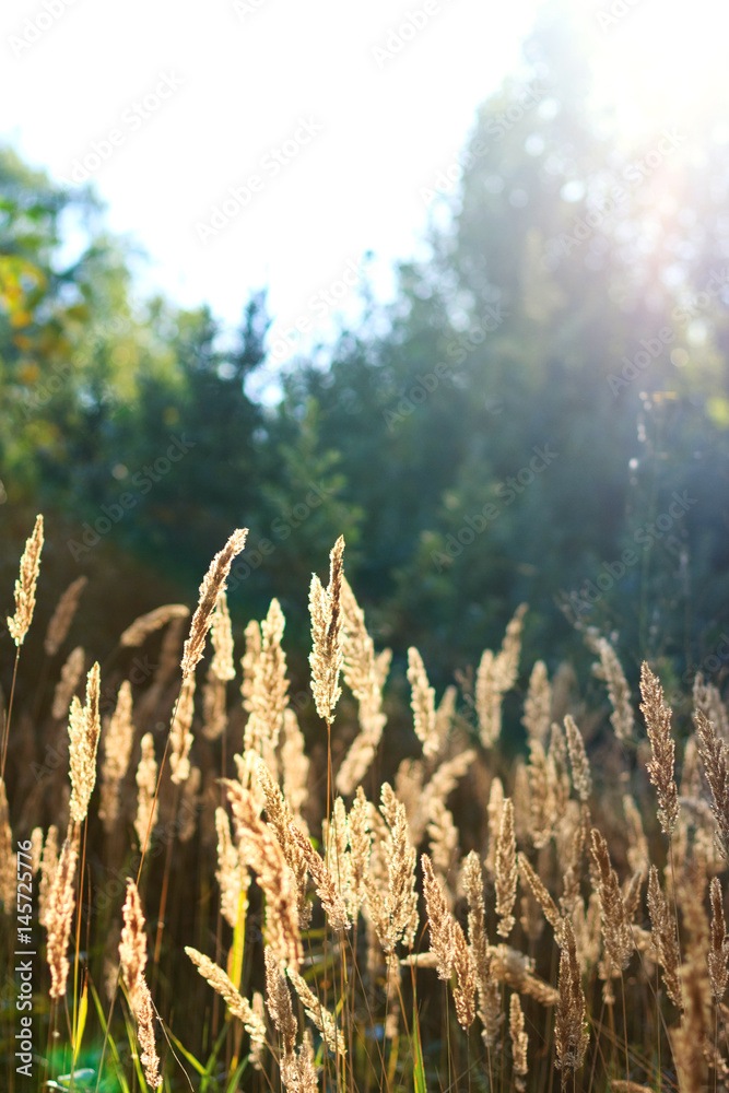 Feather grass illuminated by the sun Feather grass illuminated by the sun